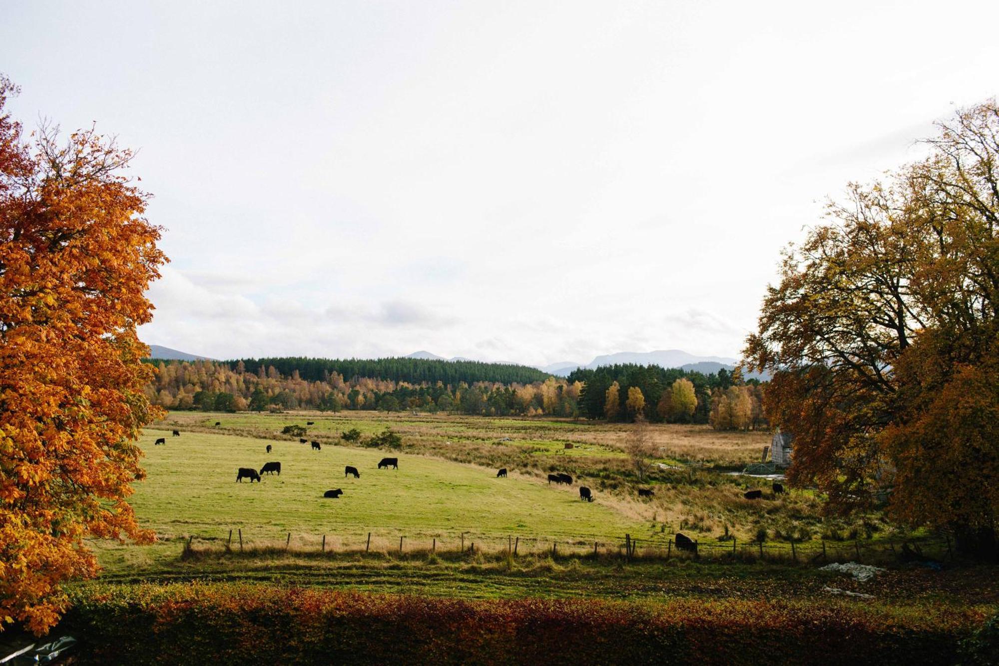 Апартаменты The Dell Of Abernethy - A Woodland Hideaway Нети-Бридж Экстерьер фото